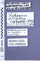 Etiketten zu Yukoana elliptica (Candèze, 1873) (NHMW-ZOO-COL-0006634)